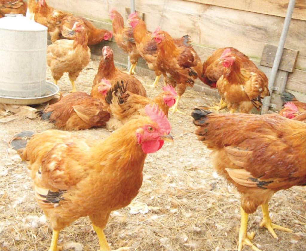 Poultry Farmers
