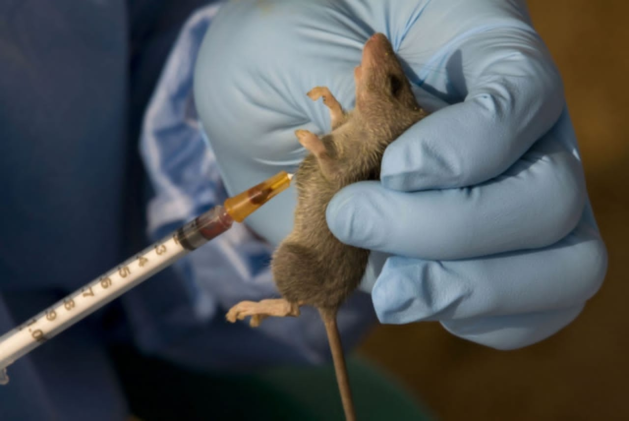 Lassa Fever