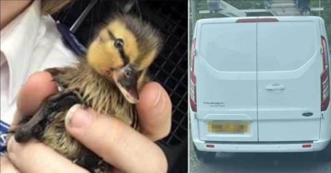 Can driver kills ducklings