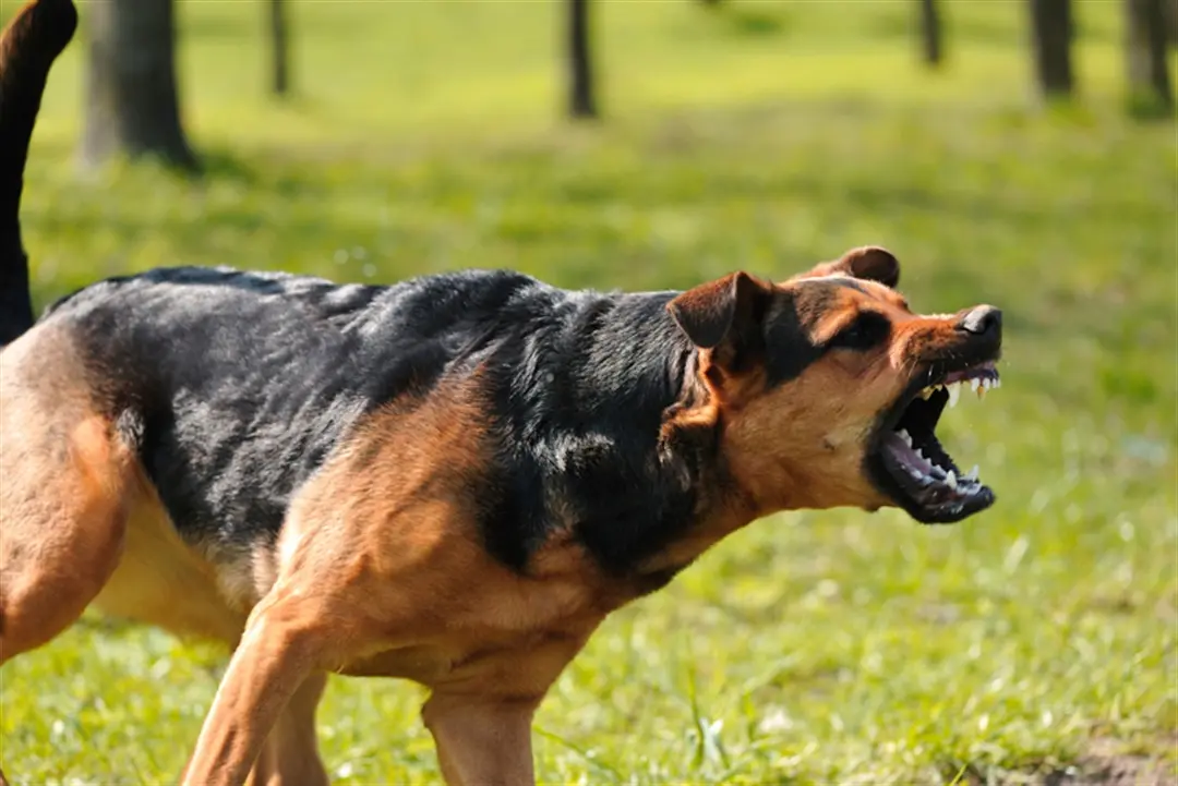 In a heart-wrenching incident that unfolded on Wednesday afternoon in the Halleluyah Area of Ido-Osun, Osun State, a nursing mother identified as Mummy Basira faced a horrifying encounter with two Alsatian dogs.